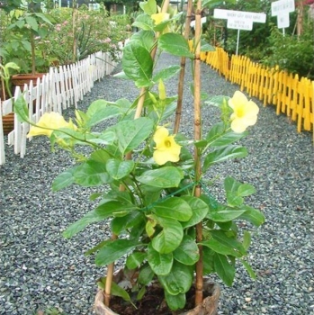 Cây huỳnh đệ bầu đất